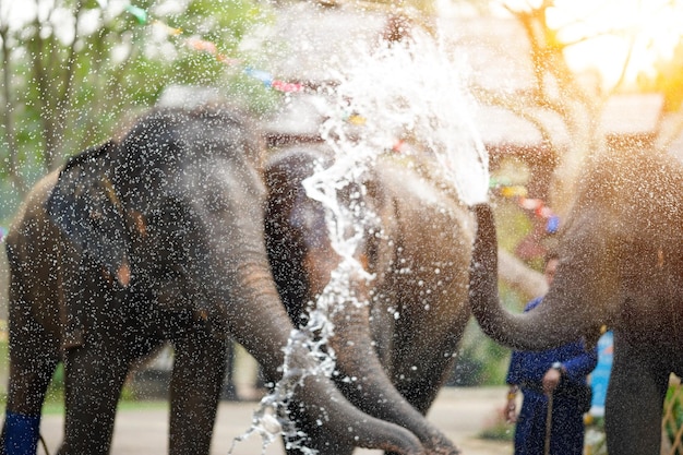 Foto un elefante joven disfrutando y salpicando agua en el festival de songkran de tailandia