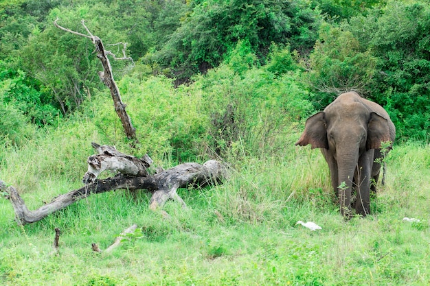 Un elefante joven justo al lado de uno adulto