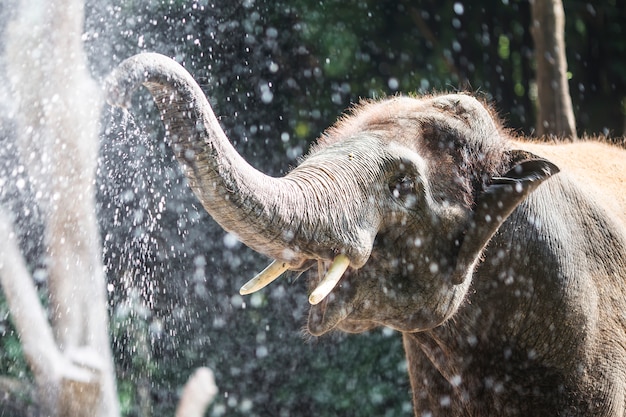 Elefante jugando con agua