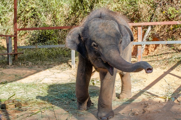 Elefante en la jungla de una isla en Phuket