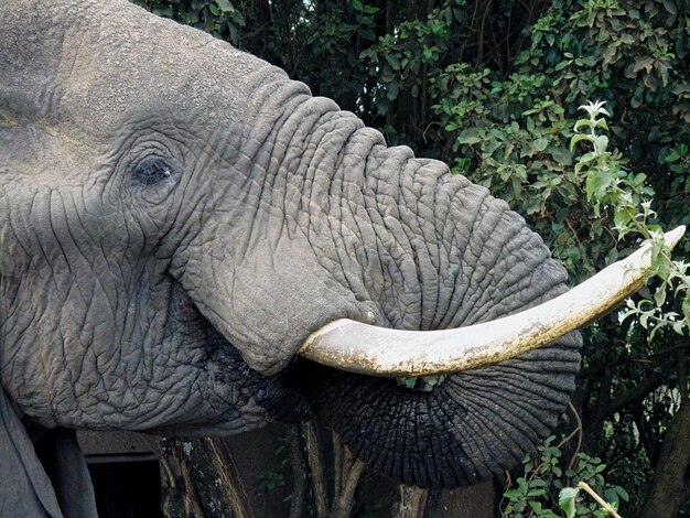 Foto elefante junto a los árboles