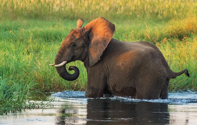 Elefante en un lago