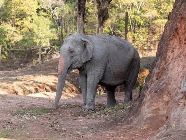 Elefante Lankesiano (Elephas Maximus Maximus).