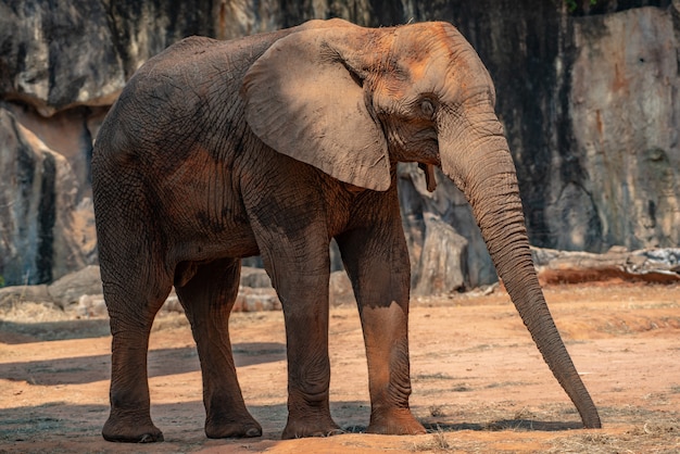 Elefante lo grande de la vida silvestre