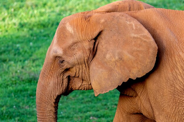 Elefante macho grande em um prado