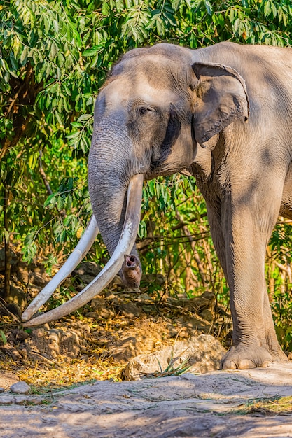 Elefante macho con hermosos colmillos