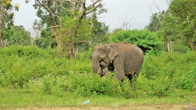 Elefante mãe selvagem protegendo o bebê na floresta com fundo verde