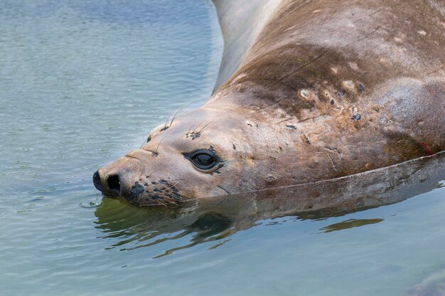 Elefante marinho Península Valdés Patagônia Argentina