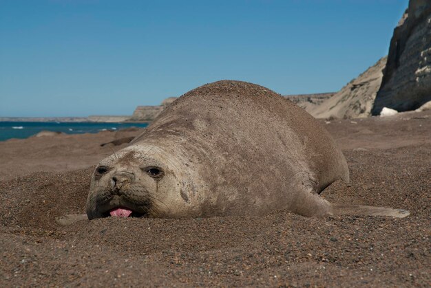 Elefante marino Femaale Península Valdés Patagonia Argentina