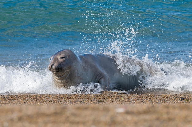 Elefante marino juvenil en Península Valdés, Patagonia, Argentina.