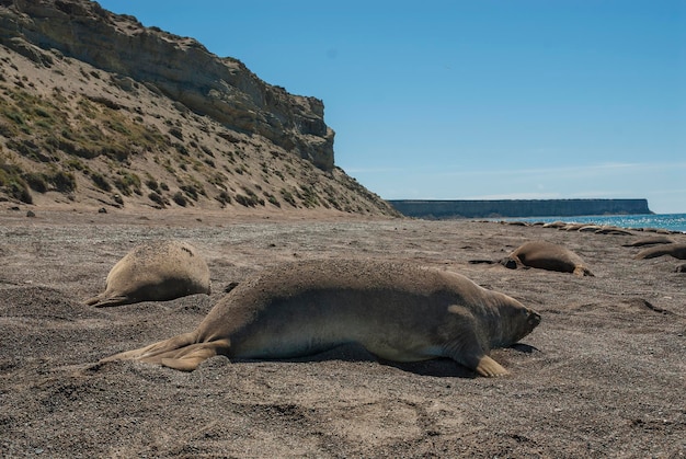 Elefante marino macho Península Valdés Patagonia Argentina