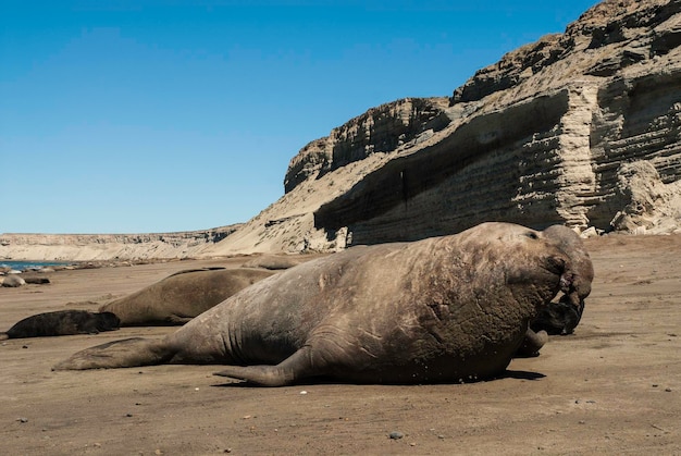 Elefante marino macho Península Valdés Patagonia Argentina