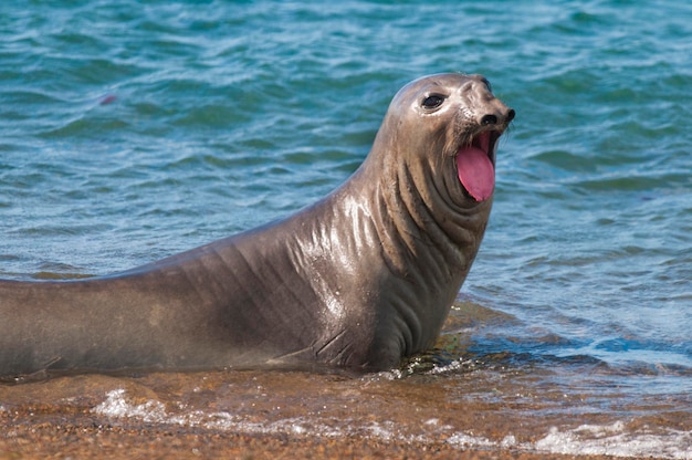 Elefante marino, Mirounga Leonina, Península Valdés, Patagonia, Argentina.