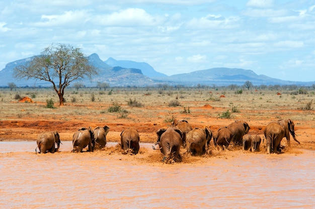 Elefante na água. Parque Nacional do Quênia, África