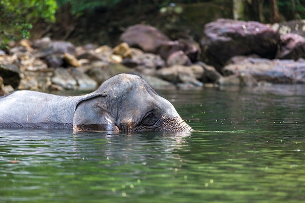 Elefante na água