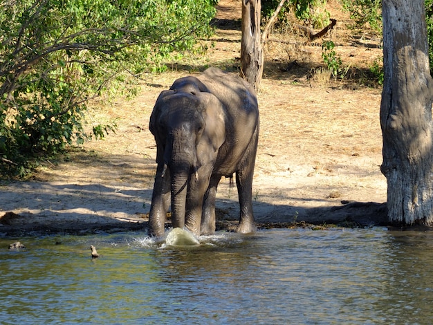 Elefante na costa do rio zambeze, botsuana, áfrica