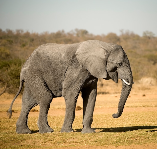 Elefante na natureza