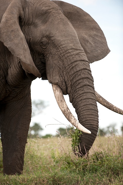 Elefante na natureza