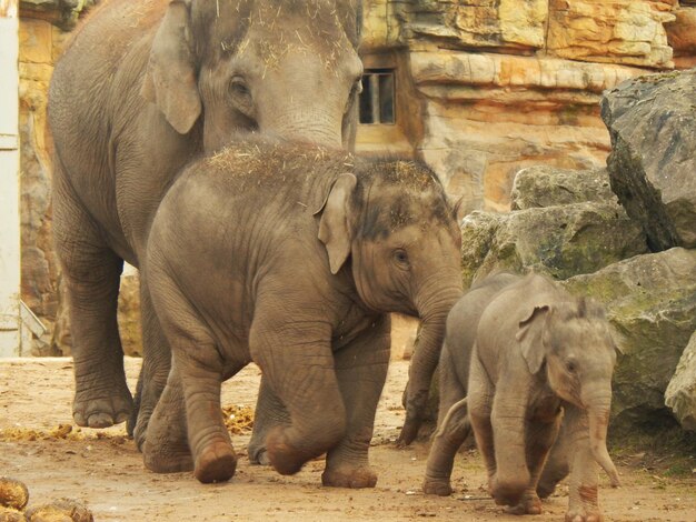 Foto elefante na parede de pedra