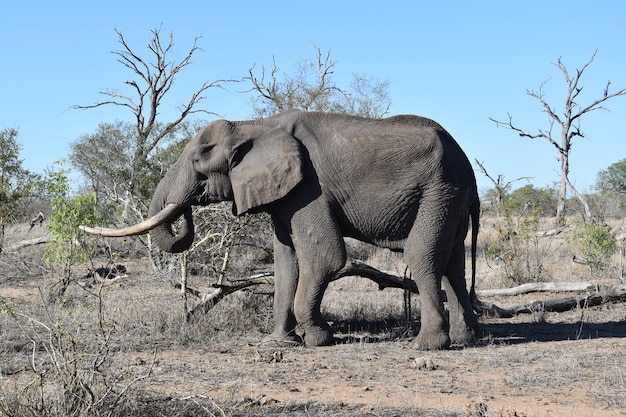 Elefante na selva da áfrica