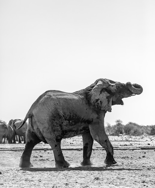 Foto el elefante en namibia