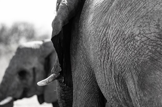 Foto el elefante en namibia