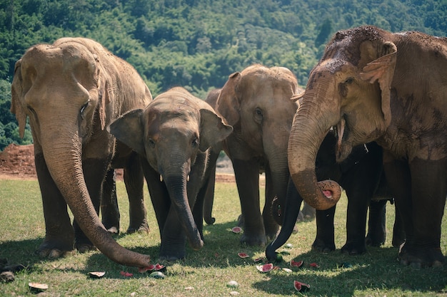 Elefante de la naturaleza en el bosque de Tailandia
