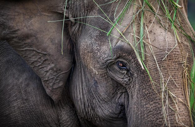 Elefante en Nepal