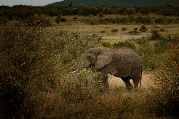 Elefante no campo com arbustos com bagas de laranja em um dia sombrio