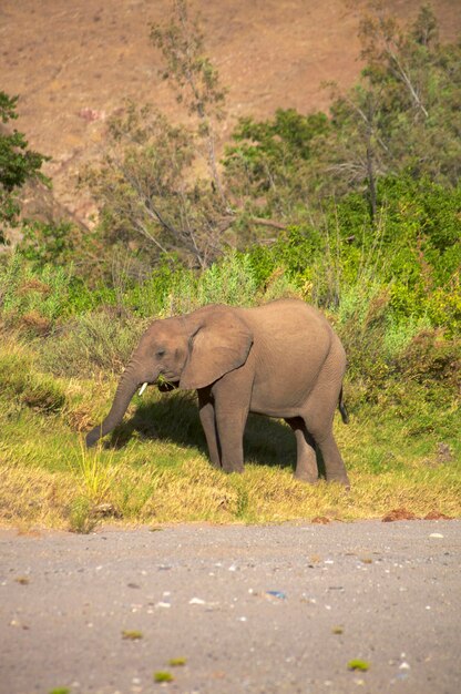 Elefante no Deserto da Costa do Esqueleto