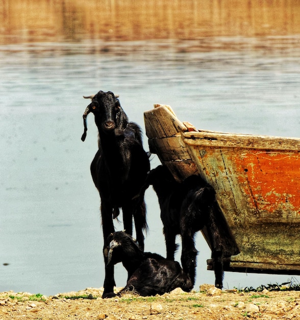 Foto elefante no lago contra o céu