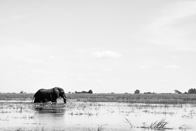 Elefante no lago contra o céu