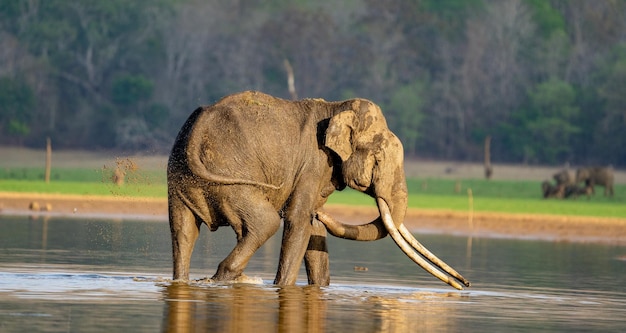 Foto elefante no lago