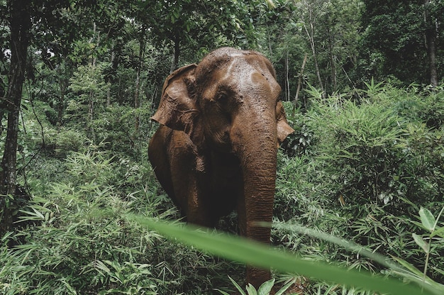 Elefante no meio das árvores na floresta