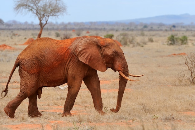 Elefante no Parque Nacional do Quênia, África