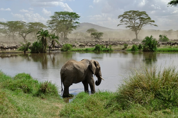 Elefante no rio no Parque Nacional Serengeti