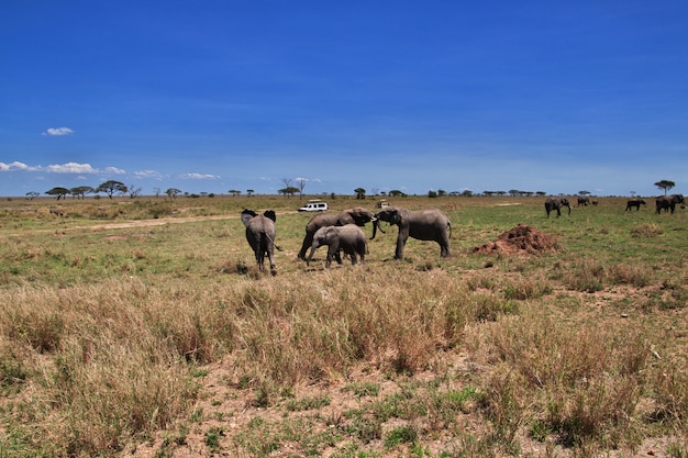 Elefante no safari no quênia e na tanzânia, áfrica