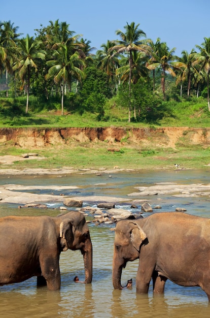 Elefante no Sri Lanka