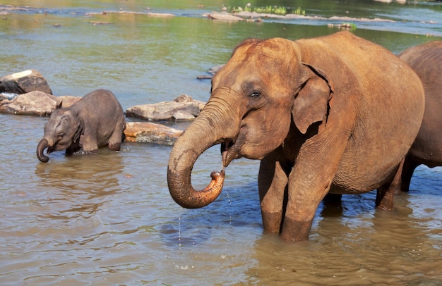 Elefante no sri lanka