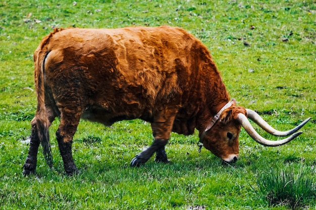 Elefante num campo