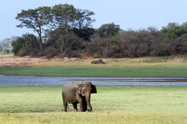 Foto elefante num campo