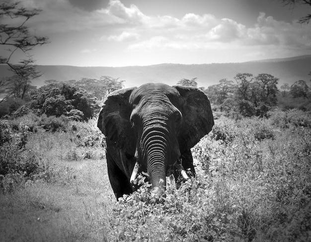 Foto elefante num campo