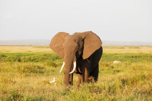 Foto elefante num campo