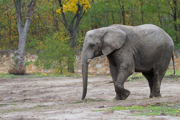 Elefante numa clareira