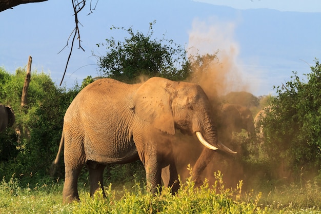 Elefante en el pantano verde en Kenia