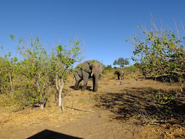 El elefante en el parque nacional de Chobe, Botswana, África