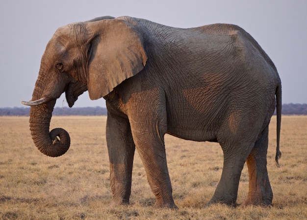 Elefante en el Parque Nacional de Etosha, Namibia