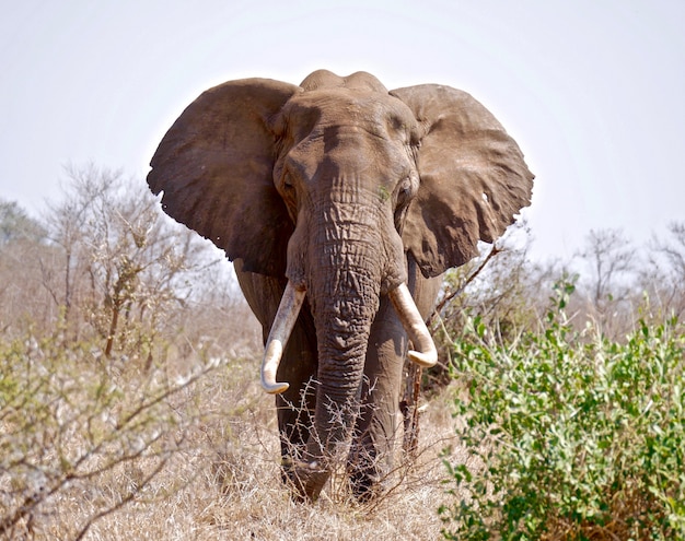 Elefante en el Parque Nacional Kruger