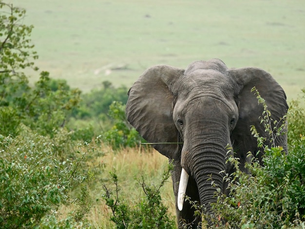 Elefante en el Parque Nacional de Masai Mara - Kenia