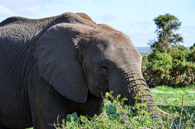 Elefante pegando um galho com seu tronco Parque Nacional Amboseli Quênia África